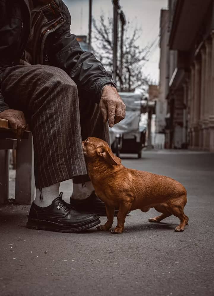 Older person sitting on a bench in a city street, a brown dachshund nuzzles their hand.