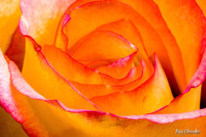 Flower Photography with Macro Lenses