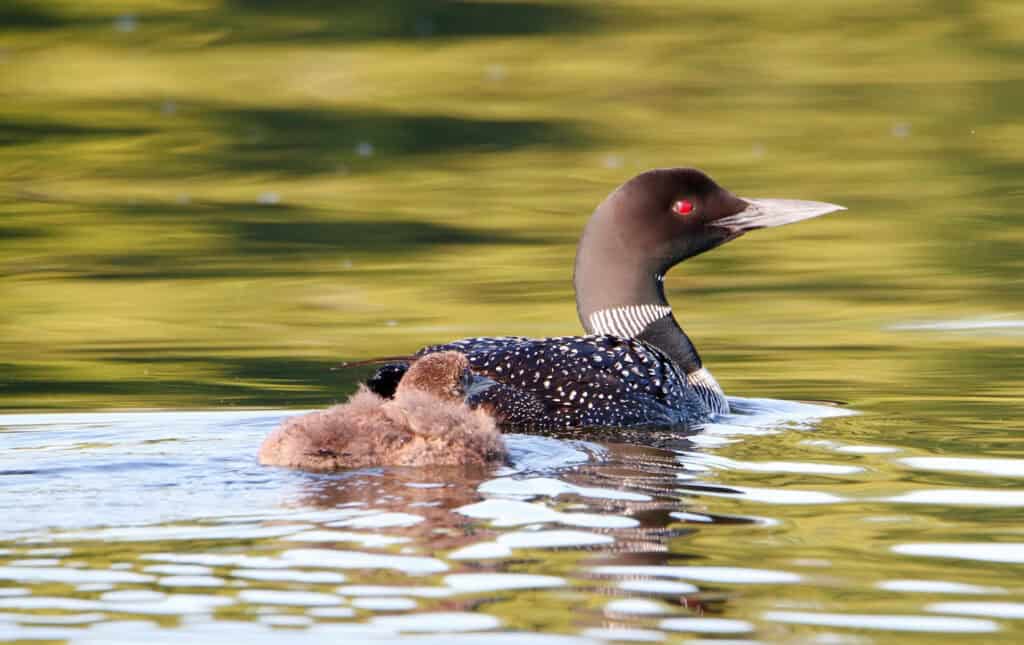 Bird Photography Lenses - Common Loon