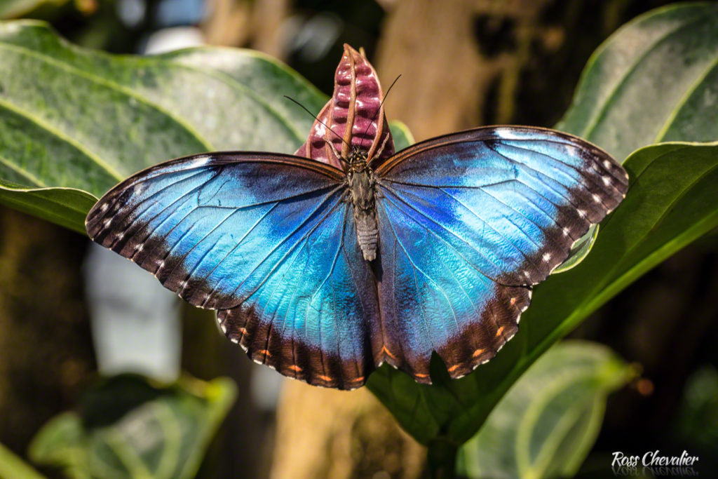 Macro Photography Lenses - Butterly