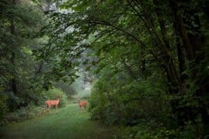 Deer On A Foggy Morning