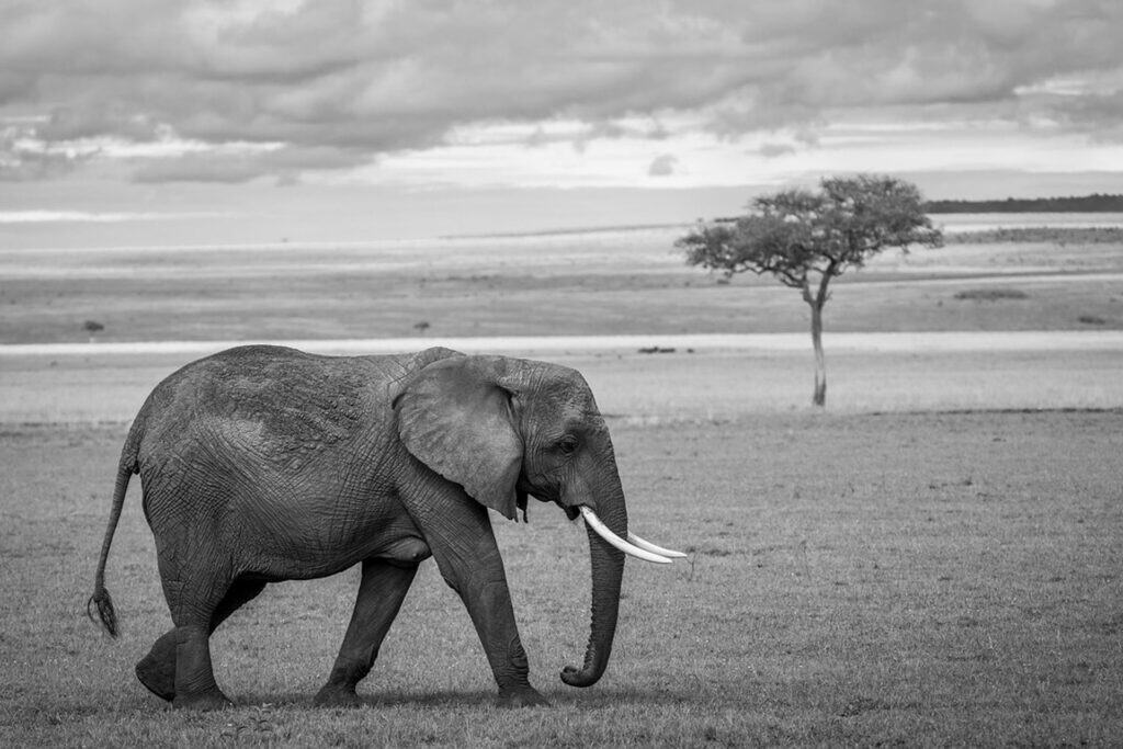 Elephant