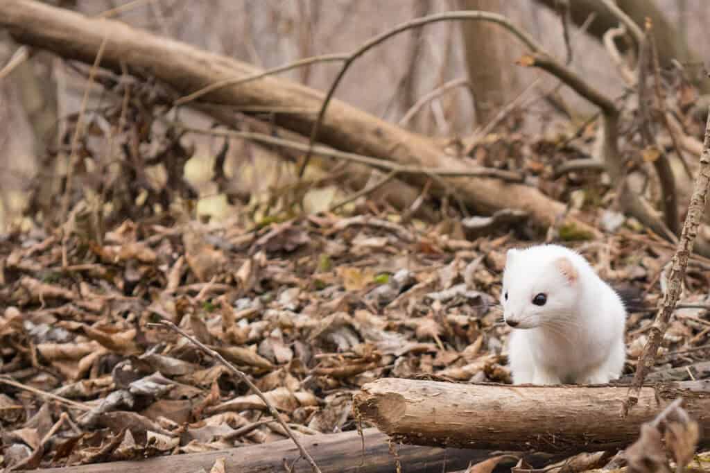 Small Wildlife Photography