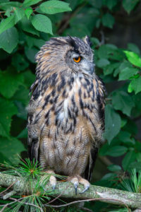 Siberian Eagle Owl - Fill Flash None