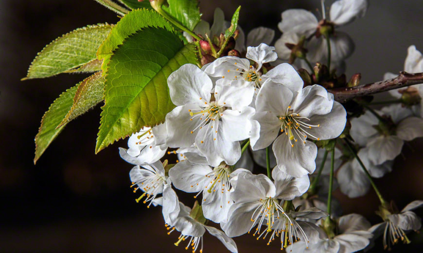 Flowers using High Speed Sync in Bright Sun