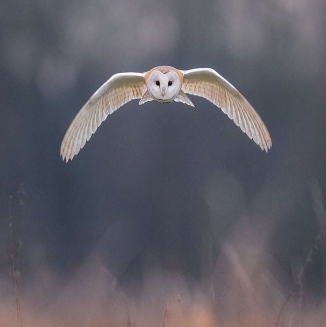 Flying Barn Owl