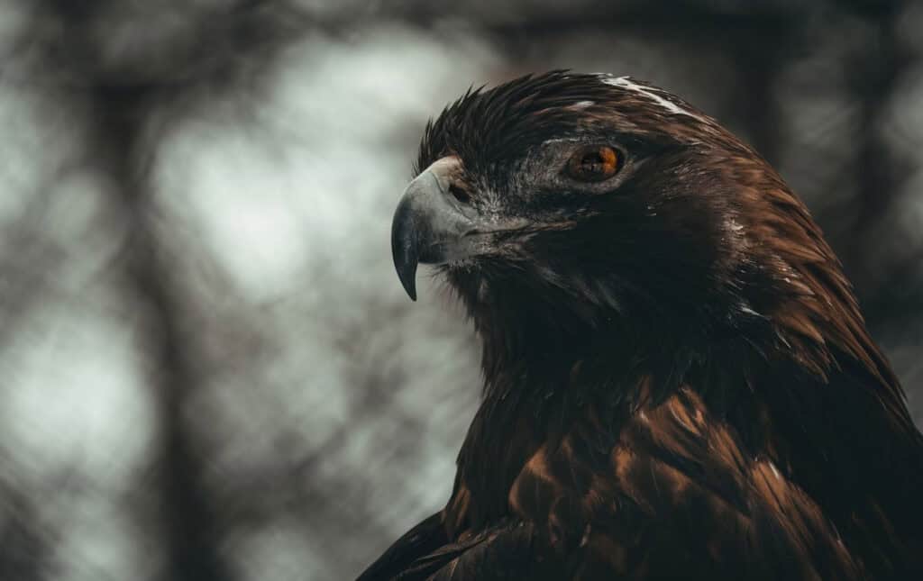 Bird Photography Lenses - Golden Eagle