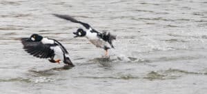 Two black-and-white ducks with bright orange feet take off from water, yellow eyes visible as they splash into the air.