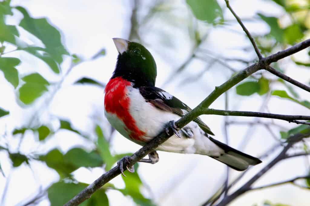 Bird Photography Tips and Tricks - Grosbeak