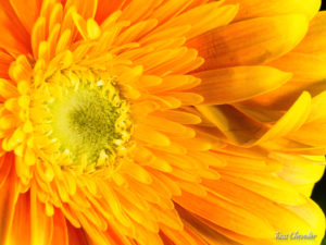 Macro Photography - Flower