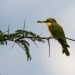 Bee-Eater Rests On A Branch
