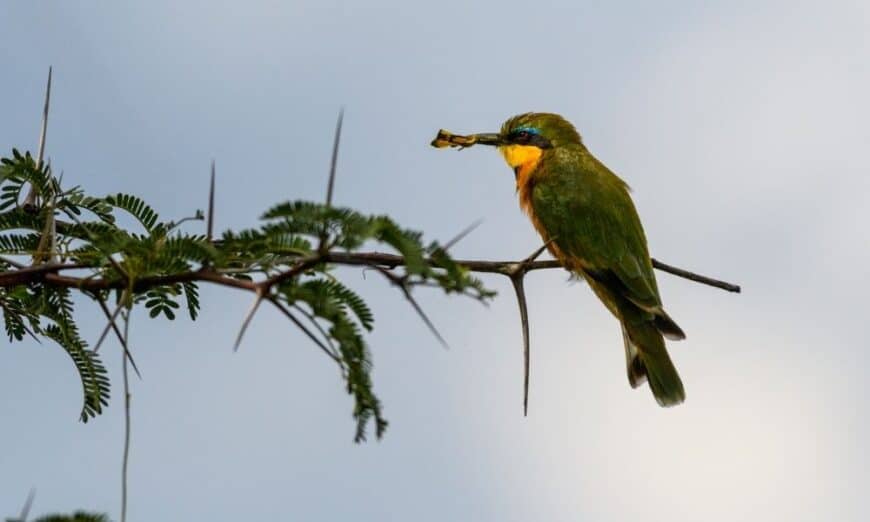 Bee-Eater Rests On A Branch