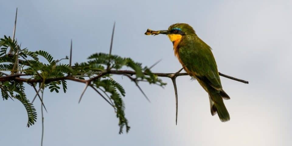 Bee-Eater Rests On A Branch