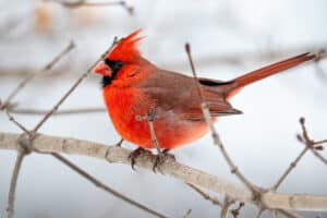 Cardinal on tree brand