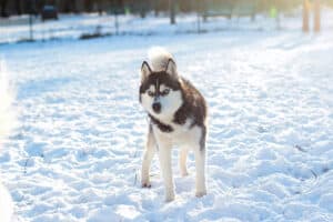 Husky outside in the snow