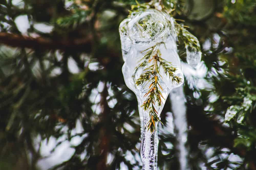 Ice frozen on Pine Tree