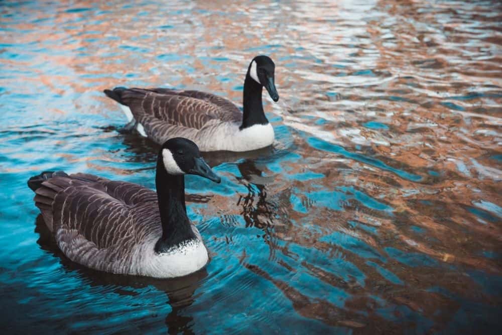 Geese In Water