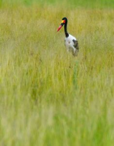 A Saddle Billed Stork Forages For Food In A Marshy Field In Botswana