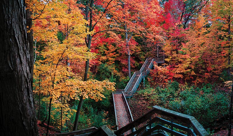 Fall Colours Trees