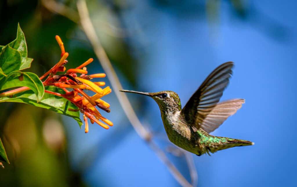 Bird Photography Lenses - Hummingbird