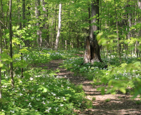 A Path Through a Forest Blanketed With Trilliums