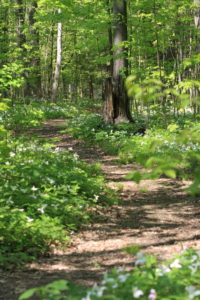 A path through a trillium-filled forest.