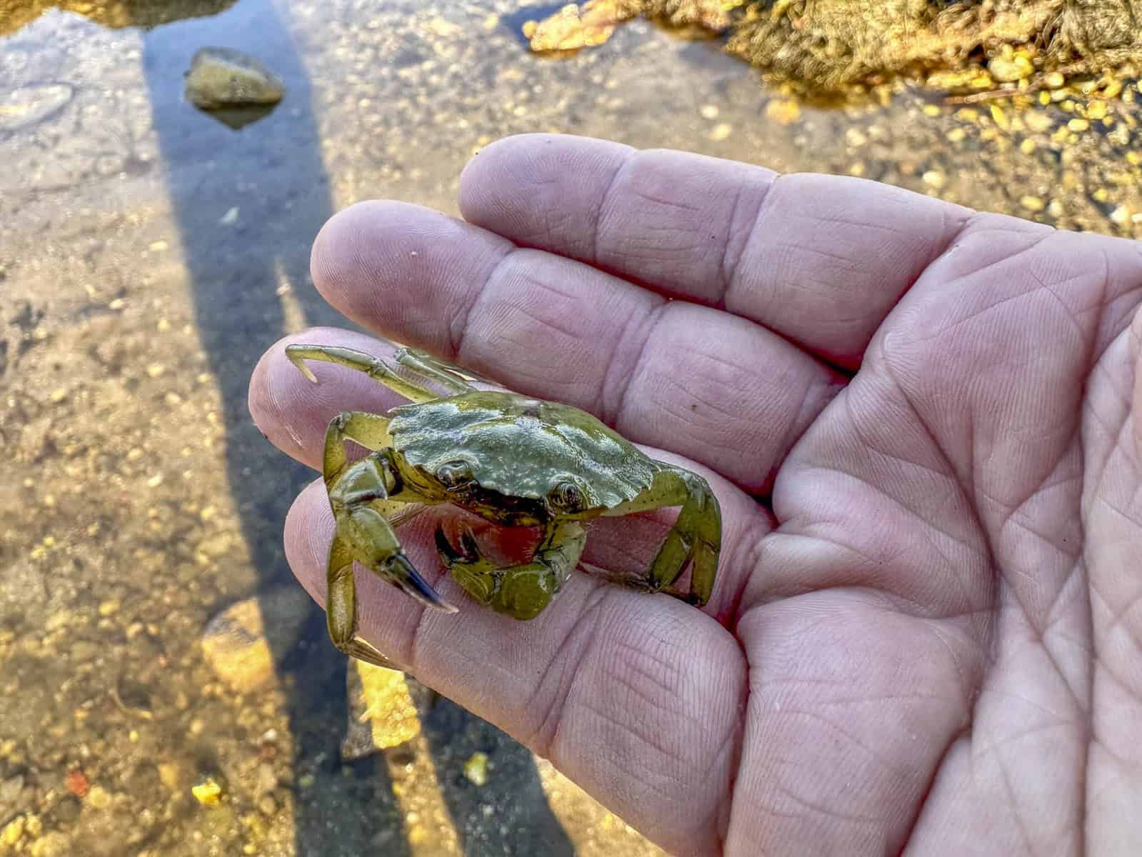 A Family Travel Photojournalism Adventure: Tide Pooling Crabs