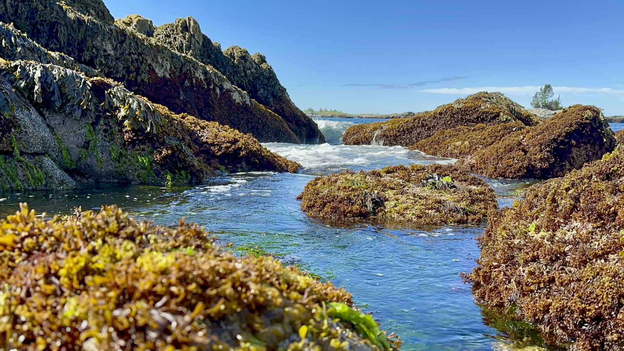 A Family Travel Photojournalism Adventure Tidepool