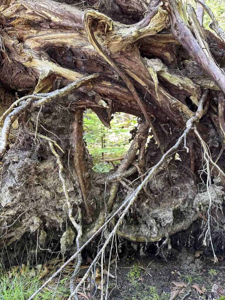 A Heart Shaped Root System