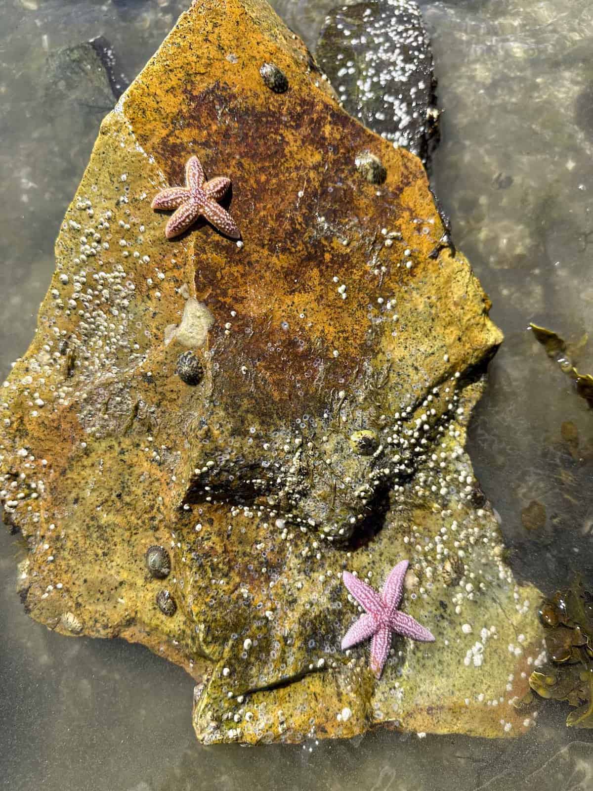 A Family Travel Photojournalism Adventure Star Fish Tidepooling