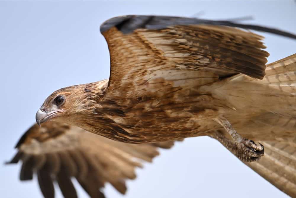 Photography results from Nikon Z8 Camera capturing an HD photograph of an in-flight eagle