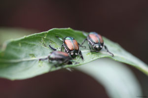 Invasive-Beetles-on-a-Leaf
