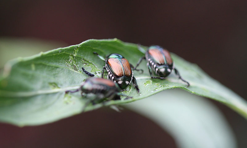 Invasive-Beetles-on-a-Leaf