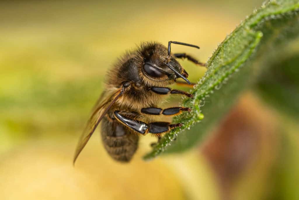 Macro Photography Starts Here: Essential Tools for Precision and Detail