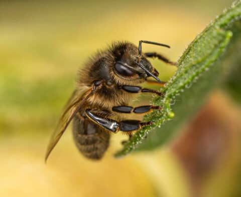 Macro photo of a honey bee clinging to the edge of a green leaf, collecting pollen with its fuzzy body visible in focus.