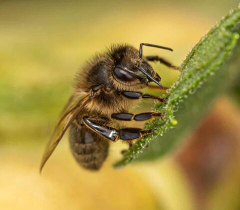 Macro photo of a honey bee clinging to the edge of a green leaf, collecting pollen with its fuzzy body visible in focus.
