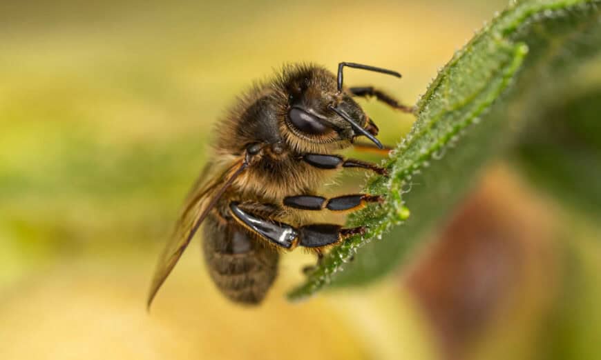 Macro photo of a honey bee clinging to the edge of a green leaf, collecting pollen with its fuzzy body visible in focus.