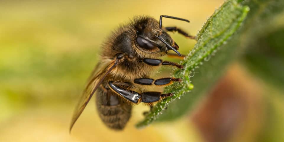 Macro photo of a honey bee clinging to the edge of a green leaf, collecting pollen with its fuzzy body visible in focus.