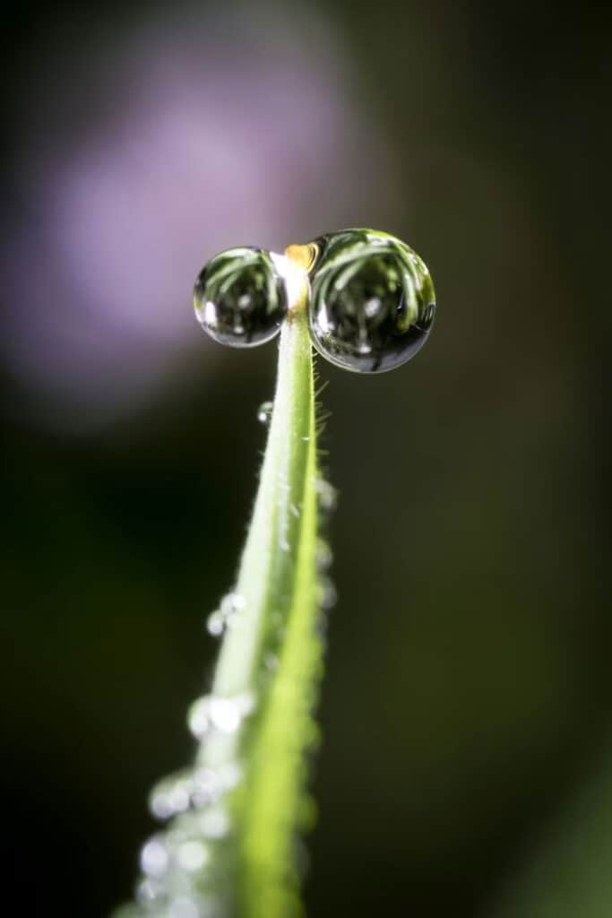 Macro Photography Starts Here: Essential Tools for Precision and Detail