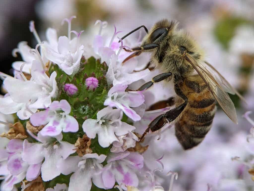 Essentials Guide to Macrophotography - photographing bee's