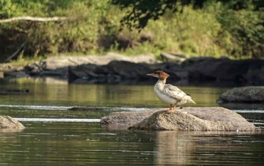 Bird Photography Lenses