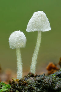Two small white mushrooms with fuzzy, powdery caps growing from a mossy log.