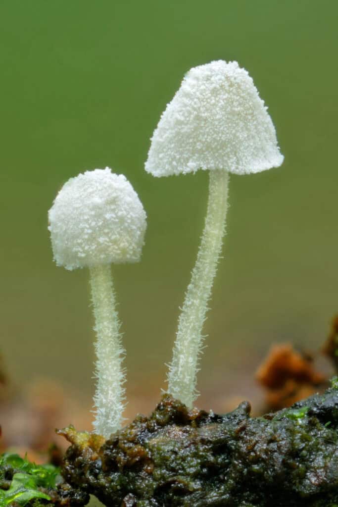 Macro Photography Starts Here: Essential Tools for Precision and Detail
