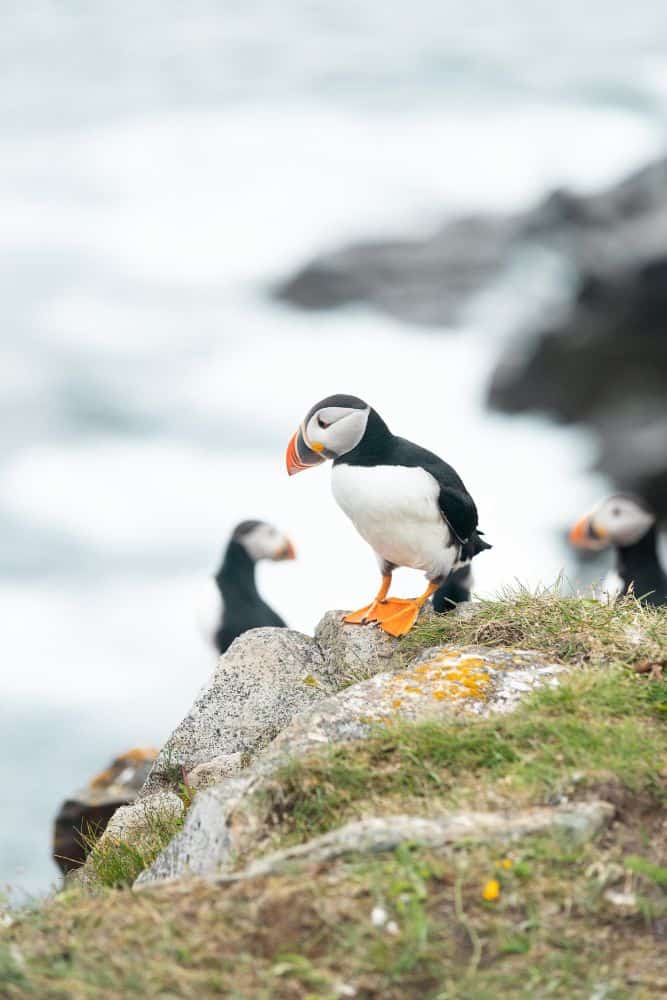 Newfoundland Puffins