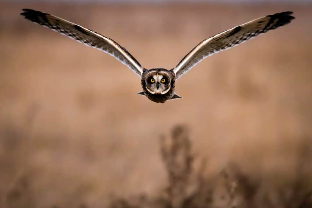 Bird Photography Cameras & Lenses for Intermediate Photographers