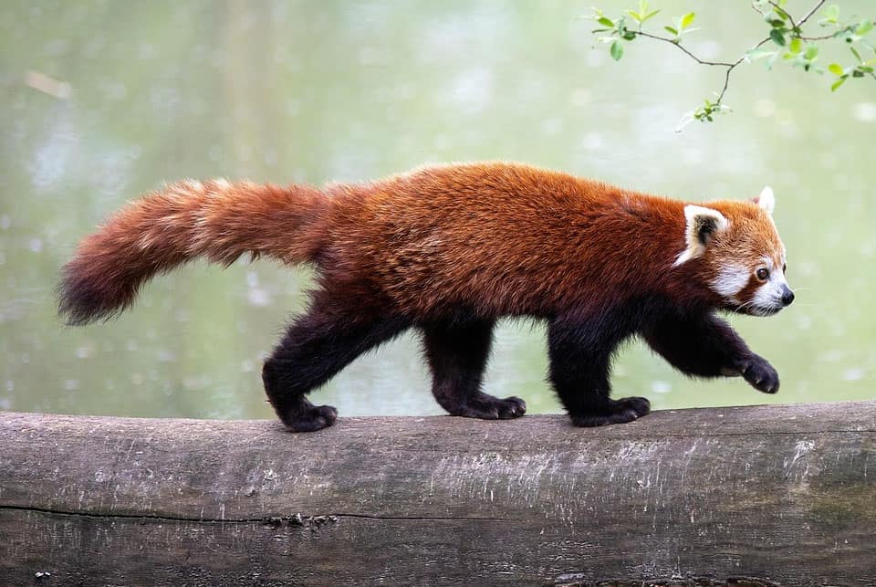 Japan Red Panda - ROM Wildlife Photography Contest