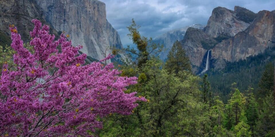 Purple Flowers