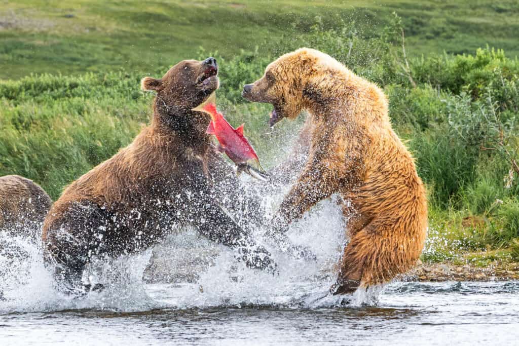 ROM Wildlife Photo Contest Winner Photo