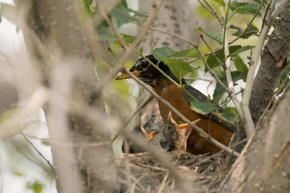 Robins Nest