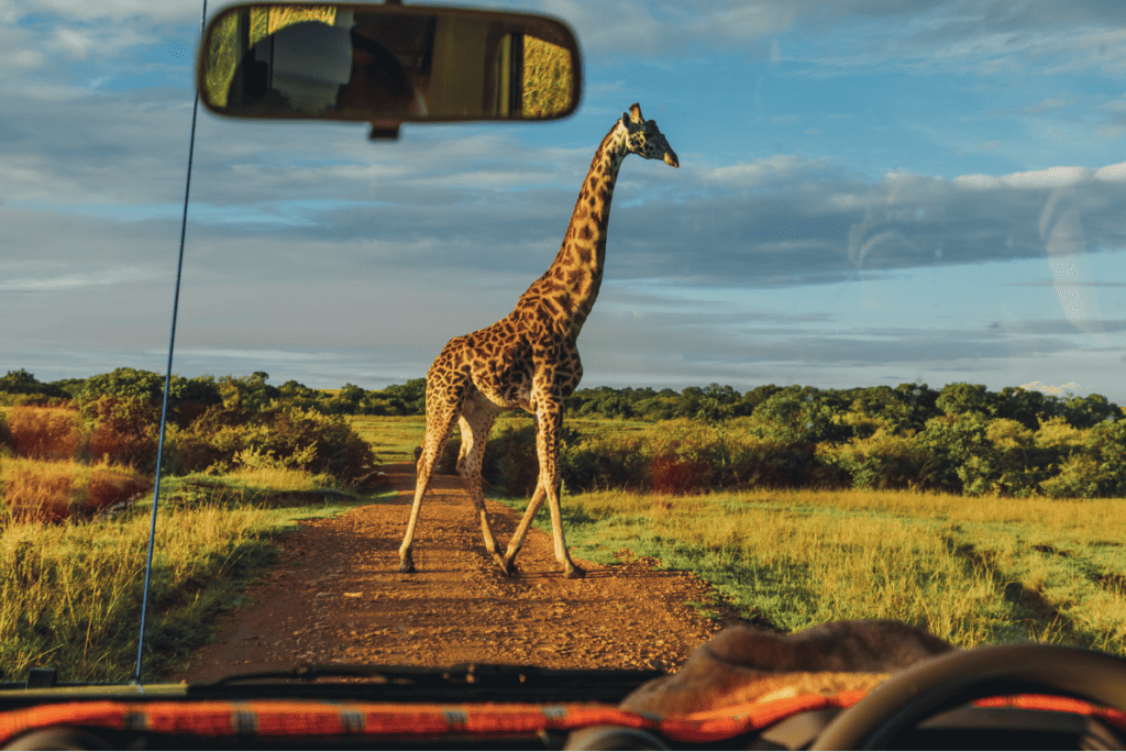 Ryan Bolton Photography -  What a moment. A wild giraffe walks across the Safari path in the Maasai Mara, Kenya.